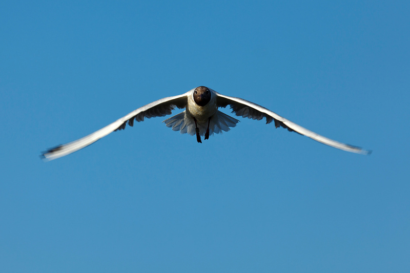 black-headed gull